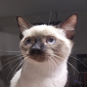 Кот Ученый