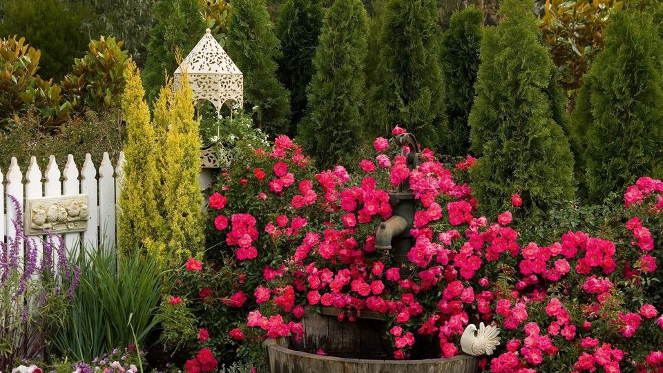Как использовать плетистые и почвопокровные розы в ландшафтном дизайне своего сада или участка.