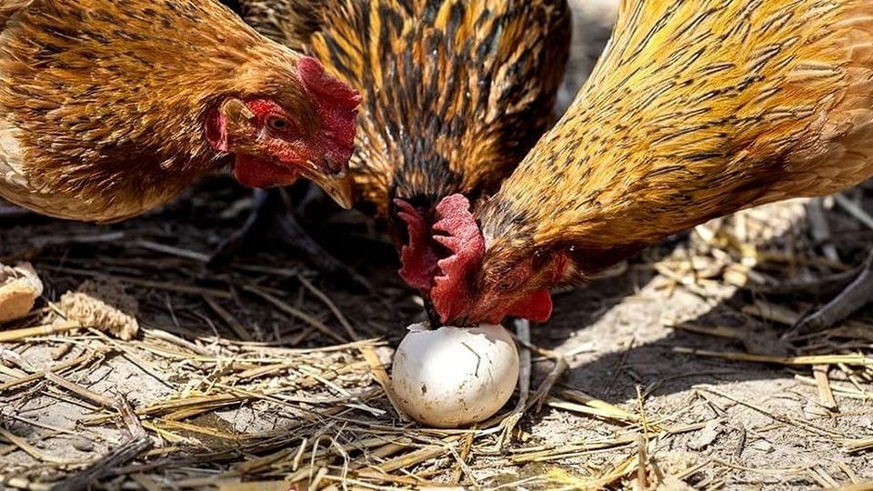 Женщина отрезала любовнику яички из-за ревности - МК