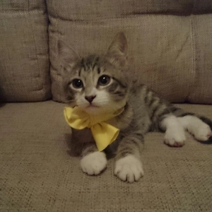 maccatchen
