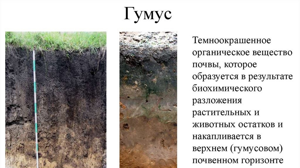 Что такое биогумус?