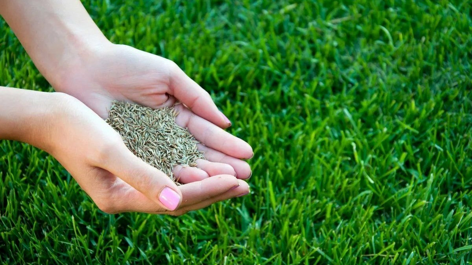 Как правильно сажать газонную траву