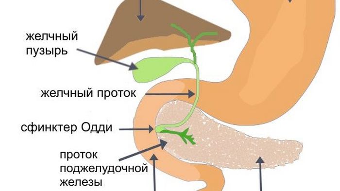 Лечение спазма прямой кишки - найдено 89 картинок