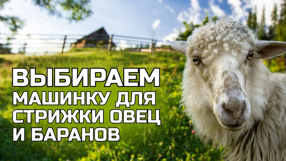 Овечка из бумажной массы и ватных палочек. Мастер-класс с пошаговыми фото