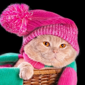 Полезный котик