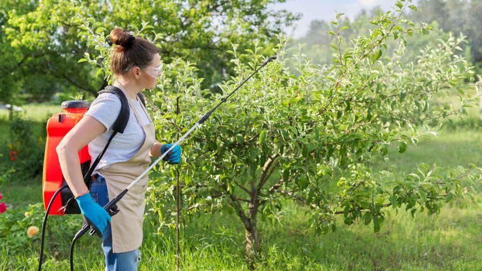 Деревья, которые можно выращивать дома и собирать плоды