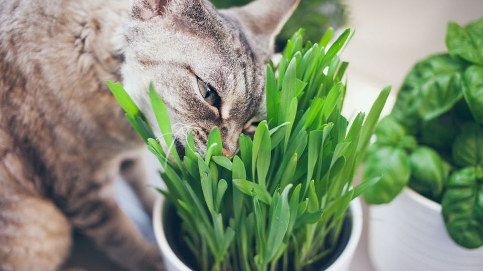 Трава для кошек: полезные свойства и их виды | Животные | WB Guru