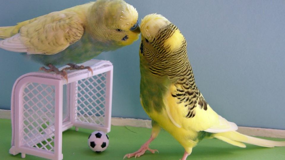 Научитесь правильно знакомить птицу с игрушкой