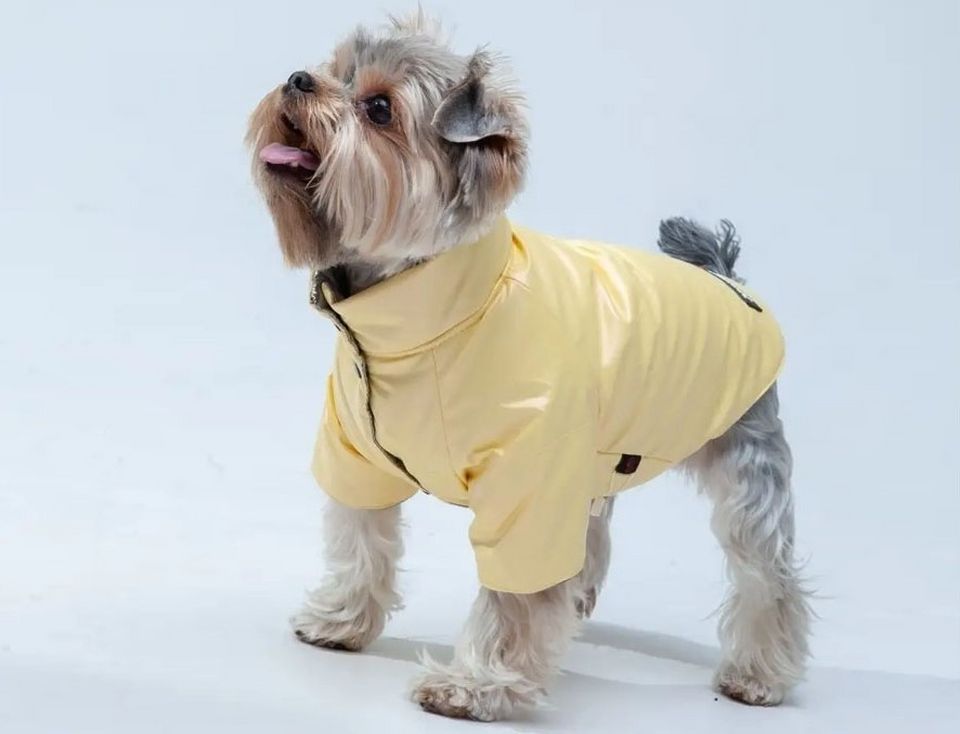 10 Best Practices For одежда для собак