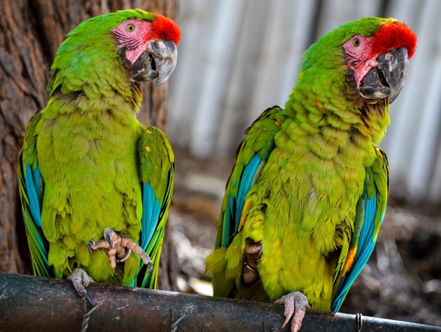Амазонские попугаи
