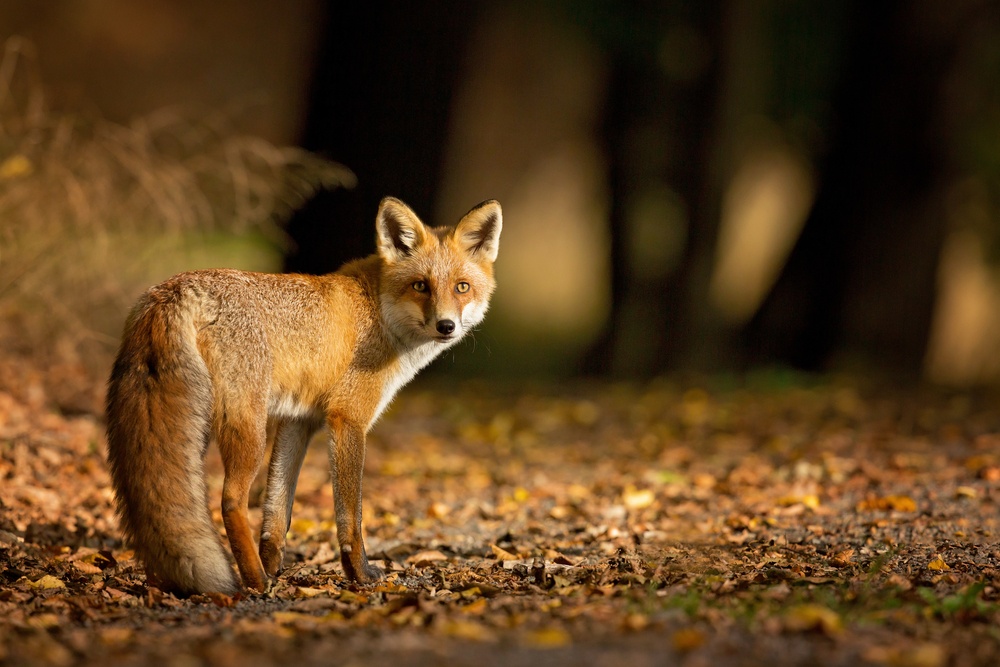 Про животных: лиса | Животные | WB Guru