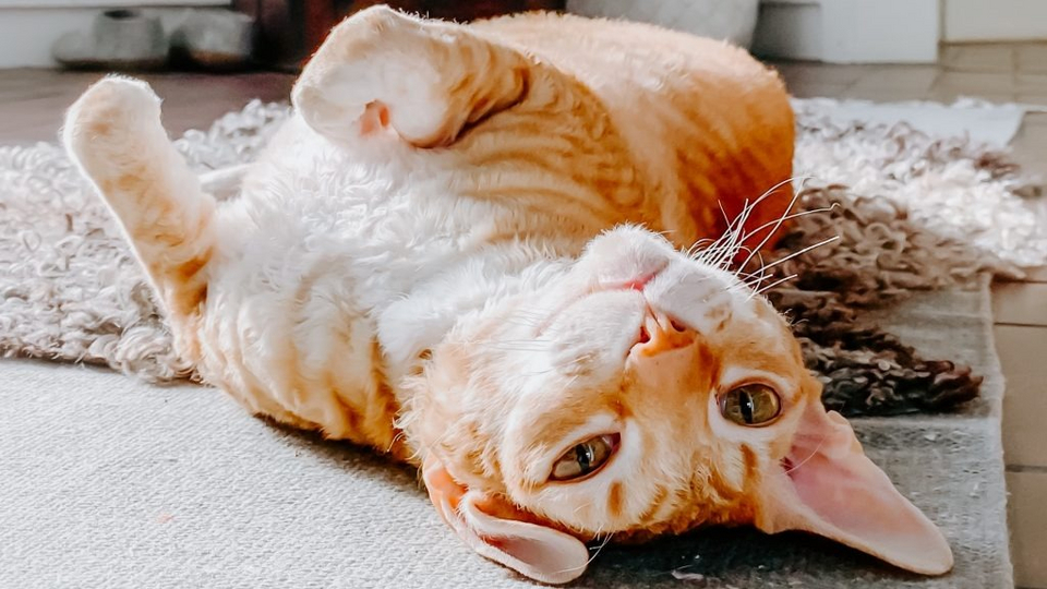 Дрессировка кошек. Привлекайте других людей | Животные | WB Guru