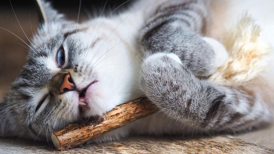 Чем полезно мататаби для кошек? | Животные | WB Guru