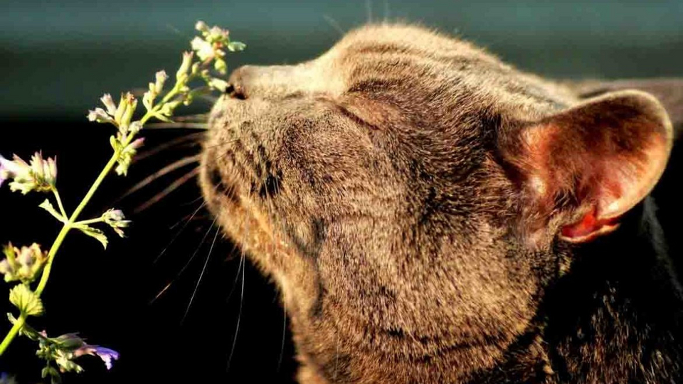 Что такое кошачья мята и для чего она нужна кошкам? | Животные | WB Guru