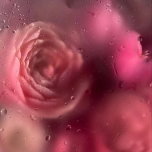 FranceBloom