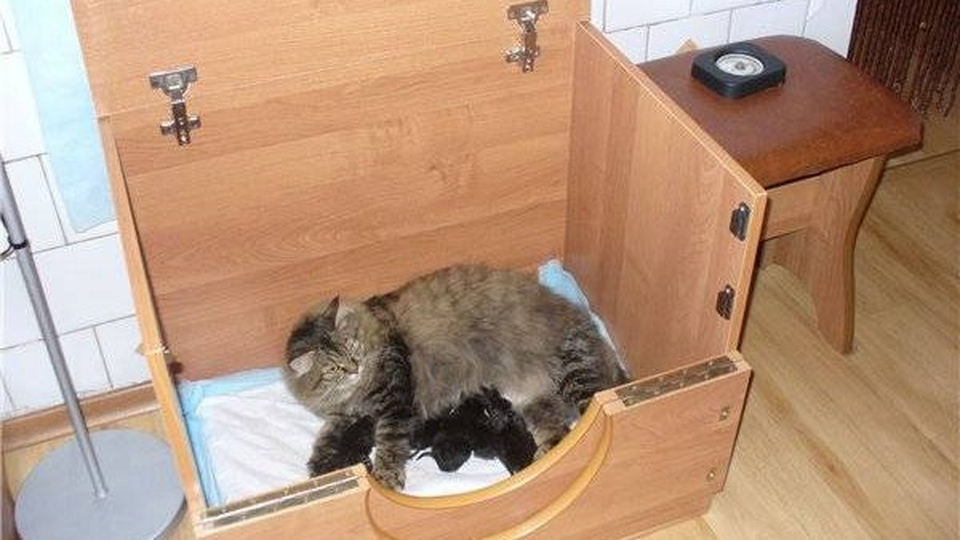 Дом для кошки для родов - картинки и фото irhidey.ru