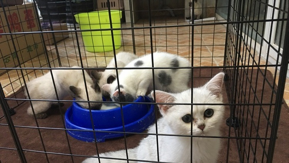 Домики для кошек на даче: идеи обустройства