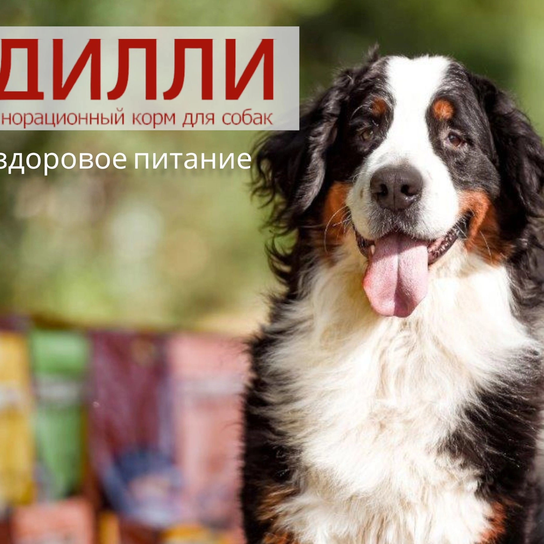 Дилли