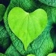 SOULLOVE