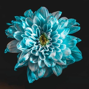Елена Сергеевна
