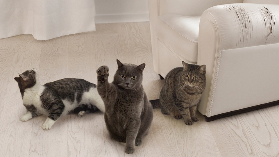 7 способов отучить вашу кошку драть мебель | Животные | WB Guru