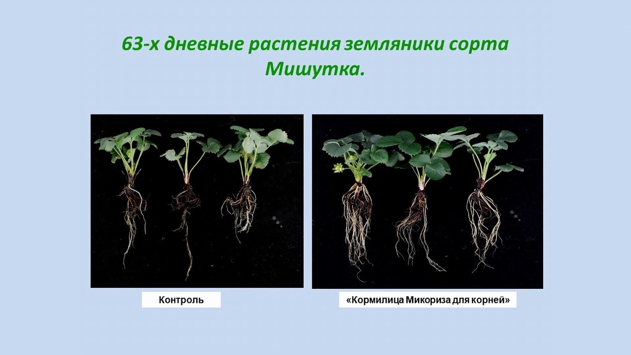 Что такое «Кормилица Микориза» и чем она полезна? | Дом | WB Guru